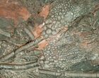 Huge x Scyphocrinites Crinoid Plate - Morocco #10467-3